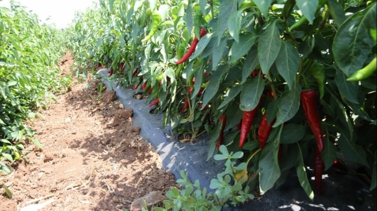 Gaziantep'te 'biber' adımı