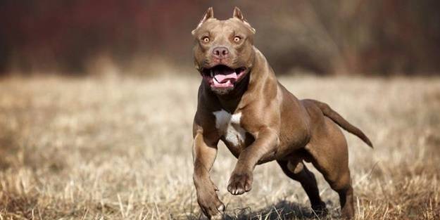 Gaziantep'te bir köpek saldırısı daha!