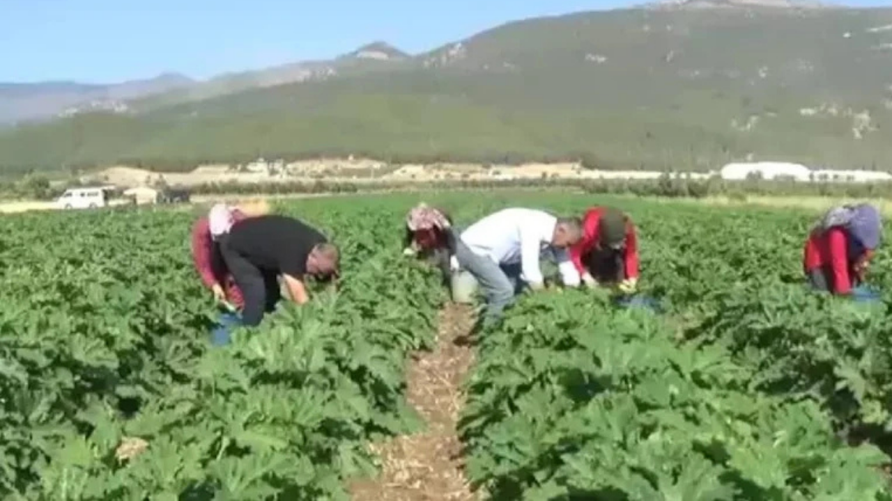Gaziantep'te buğday hasadından sonra boş kalan tarlalarda rekor kırdılar: Almanya'ya satılacak