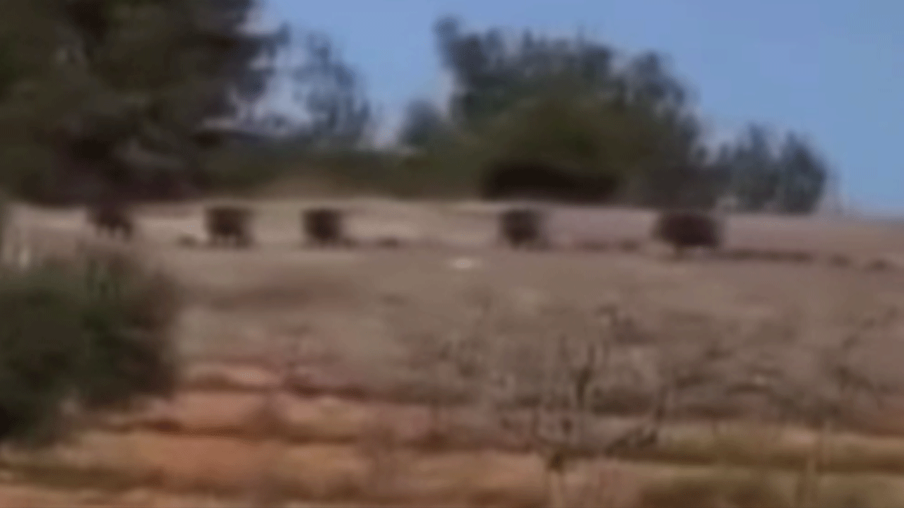 Gaziantep'te domuz sürüsü paniğe neden oldu!