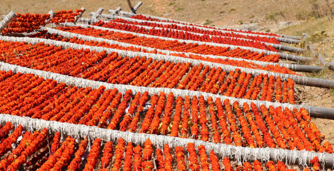 Gaziantep'te 'kurutmalık' sezonu açıldı