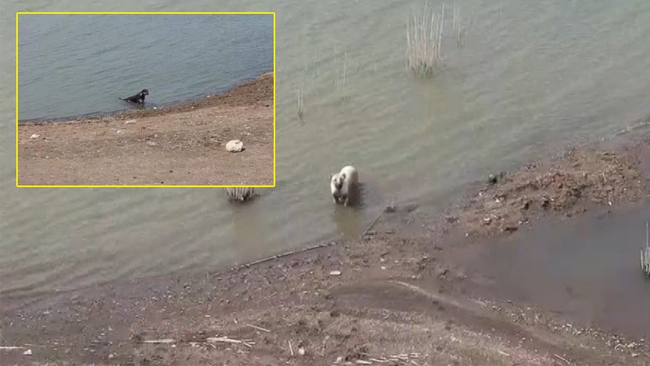 Gaziantep’te şehrin su kaynağı olan barajlarda başıboş köpek rezaleti