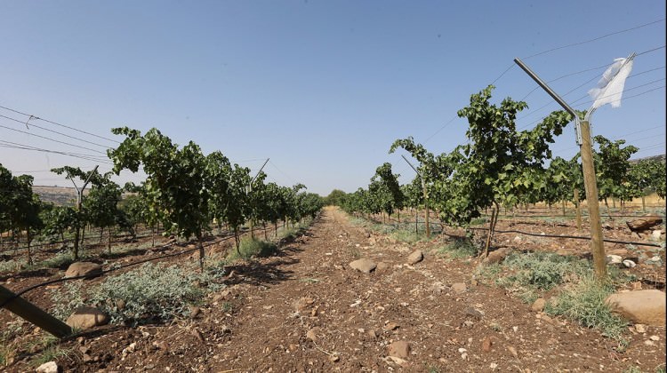 Gaziantep'te üzüm için 'telli' proje