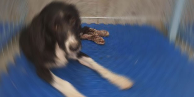 Gaziantep'te vahşet! Av tüfeğiyle vurulan köpek tedavi altına alındı