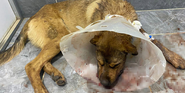 Vahşet! Sokak köpekleri silahla vuruldu