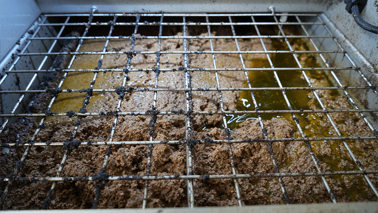 Gaziantep'te zeytinyağı sezonu açıldı! Fabrikalarda yoğun mesai
