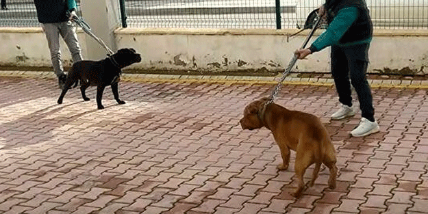 Gaziantep'teki pitbull saldırısında yeni gelişme