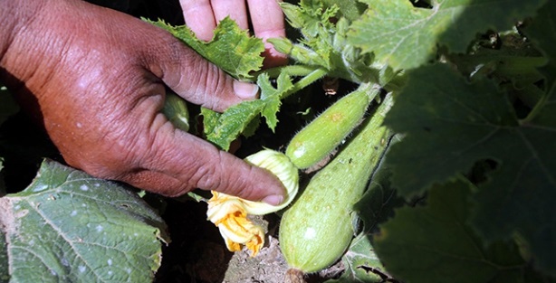 Gazze tarımına biyolojik darbe