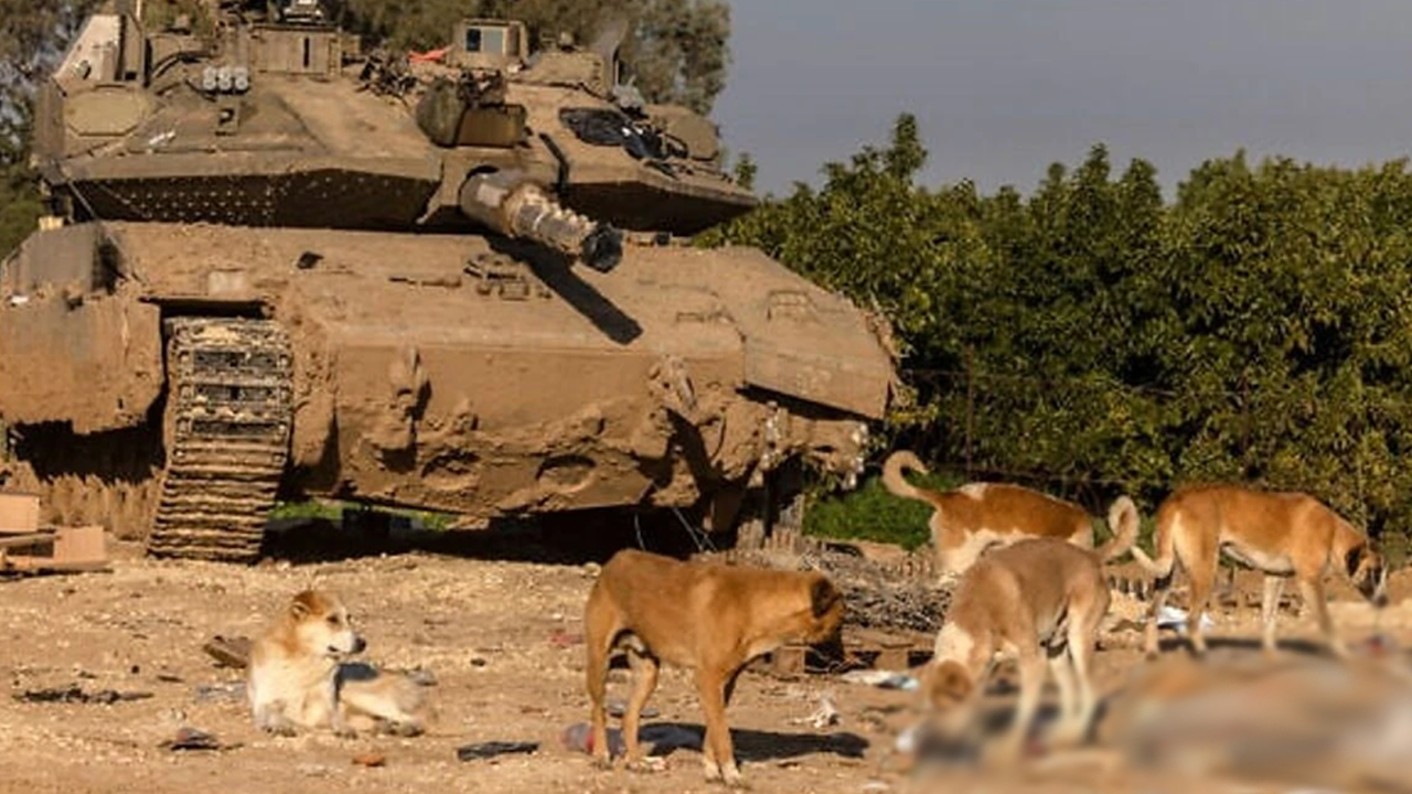 Gazze'de cenazeler köpekler tarafından parçalanıyor!