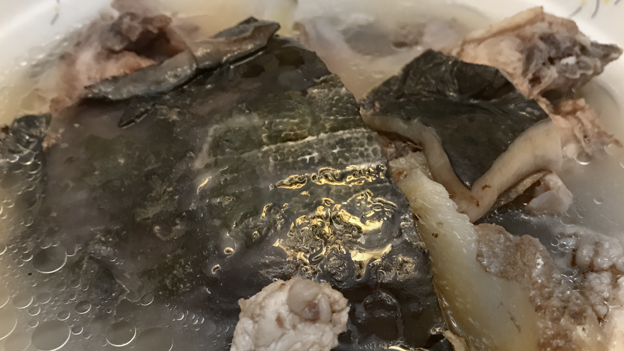 Gazze'de halk açlık sebebiyle kaplumbağa yemeye başladı!