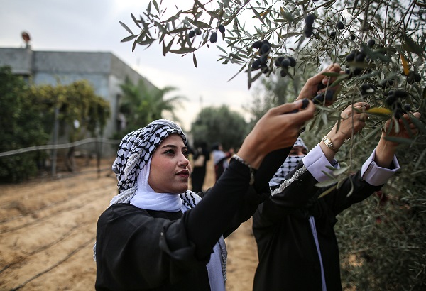 Gazze'de zeytin hasadı objektiflere yansıdı