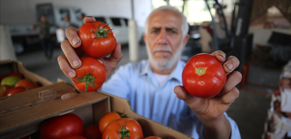 Gazzeli çiftçiler çürüyen domatesleri sokağa döktü
