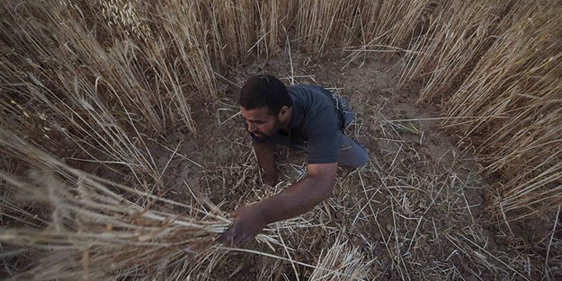 Gazzeli Neccar, yarım vücuduyla ekin biçiyor