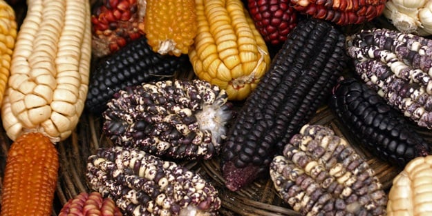 GDO tehlikesinden haberiniz var mı?