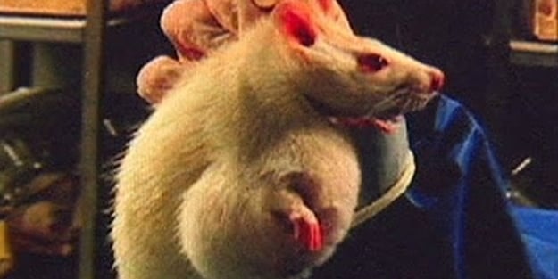 GDO'lu gıdalarla beslen farelerin kötü sonu! Bu hale geldiler