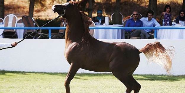 Gebe ata otomobil çarptı