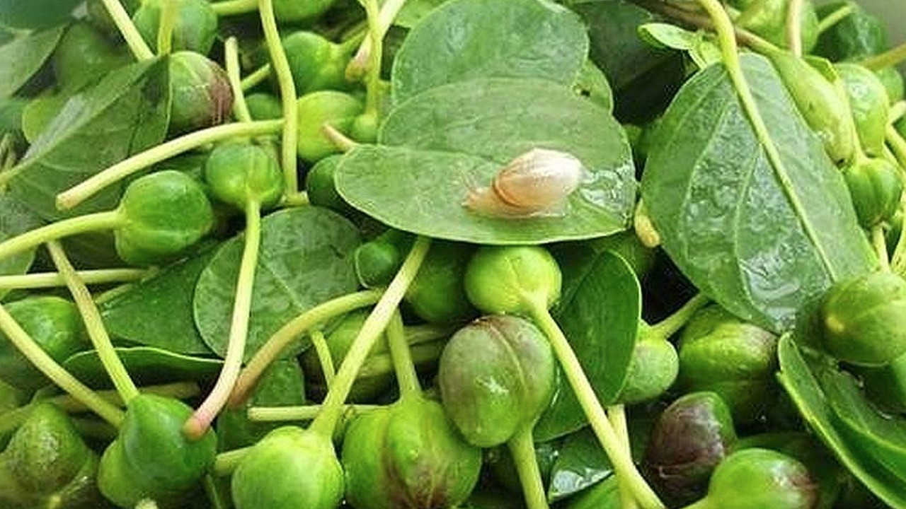 Gebre (Kapari) otu: Faydaları saymakla bitmiyor!