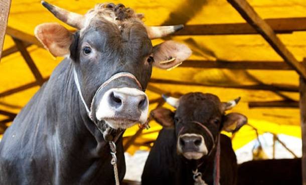 Gebze hayvan pazarı nerede adresi? Kocaeli kurban kesim yerleri listesi