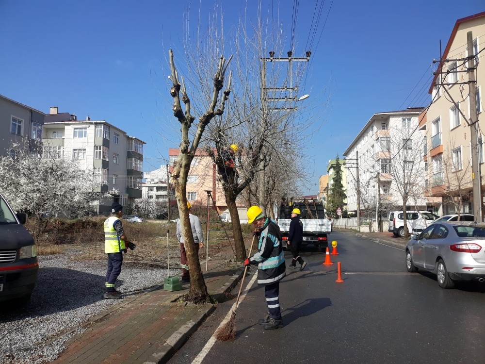 Gebze parklarındaki ağaçlara bahar bakımı 