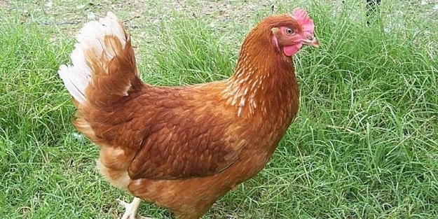 Gebze’de 10 bin tavuk itlaf edildi