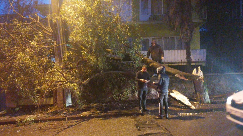 Gebze’de aşırı rüzgar ağaç devirdi 