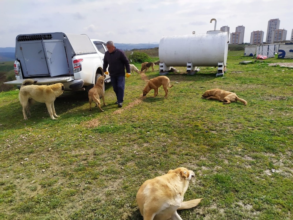 Gebze’de sokak hayvanları unutmadı 