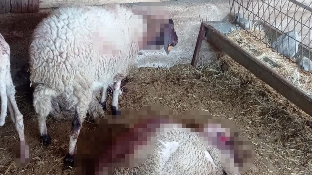Gece ağıla giren kurt katliam yaptı