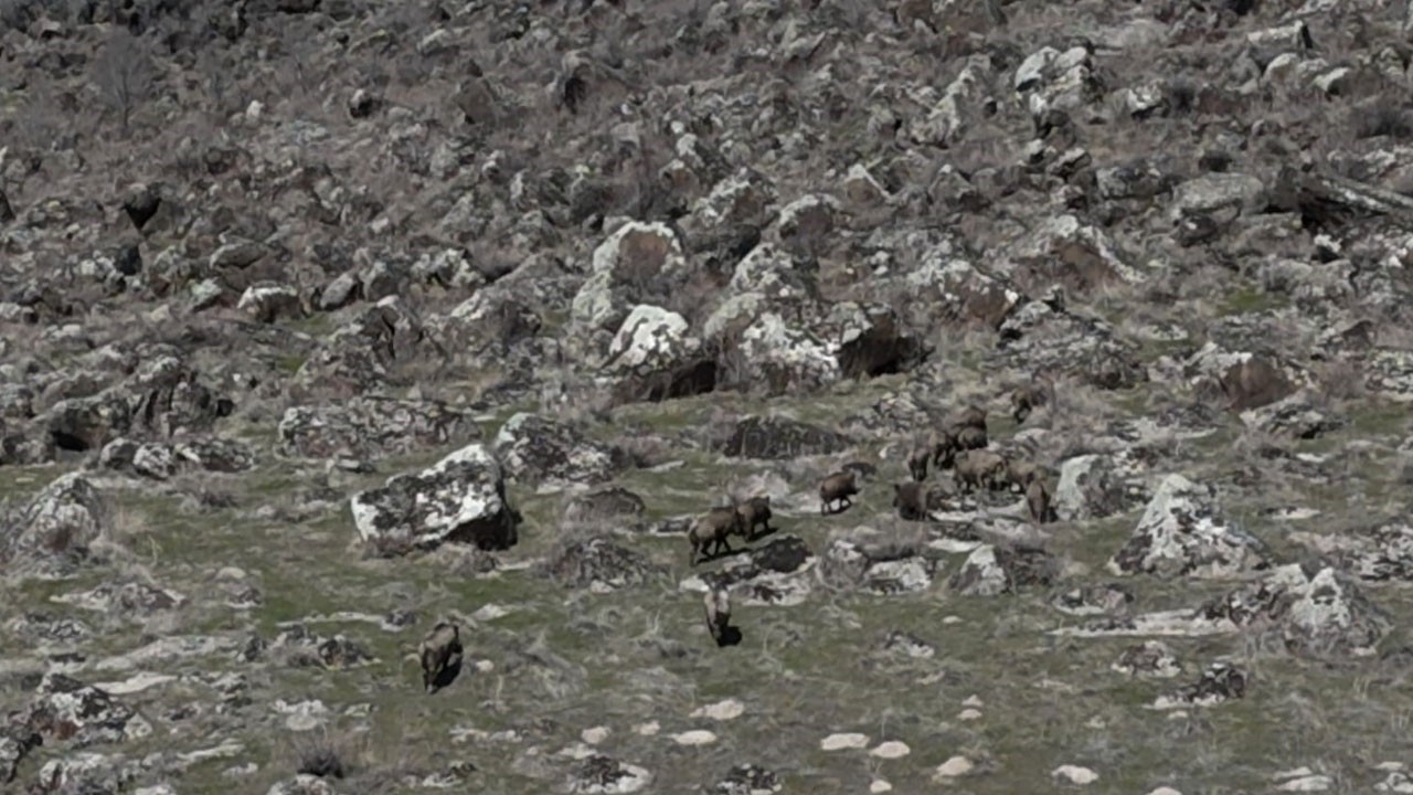 Gece gelip tarlayı talan ediyorlar! Çiftçilerin kabusu haline geldi