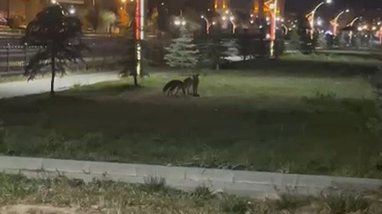 Gece şehir merkezine indiler! İki tilki oyun oynarken görüntülendi