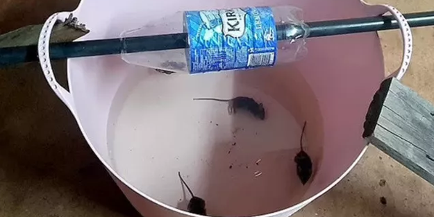 Gece uyurken saçlarında fare geziyor: O batılı ülke fare istilası ile mücadele ediyor!