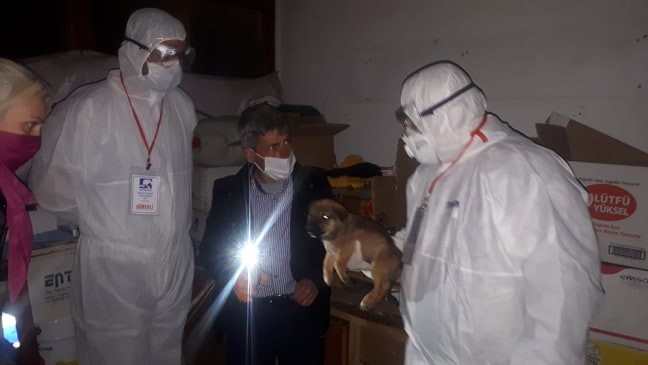 Gece yarısı alınan özel izinlerle trafik kazası geçiren 3 köpek istanbul’a götürüldü 