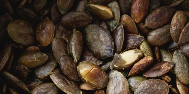 Gece yatmadan önce kabak çekirdeği yerseniz ne olur? Göze, uykuya ilaç gibi birebir faydalı besin