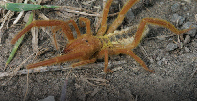 Geceleri uyutmayan et yiyen örümcek için duyuru!