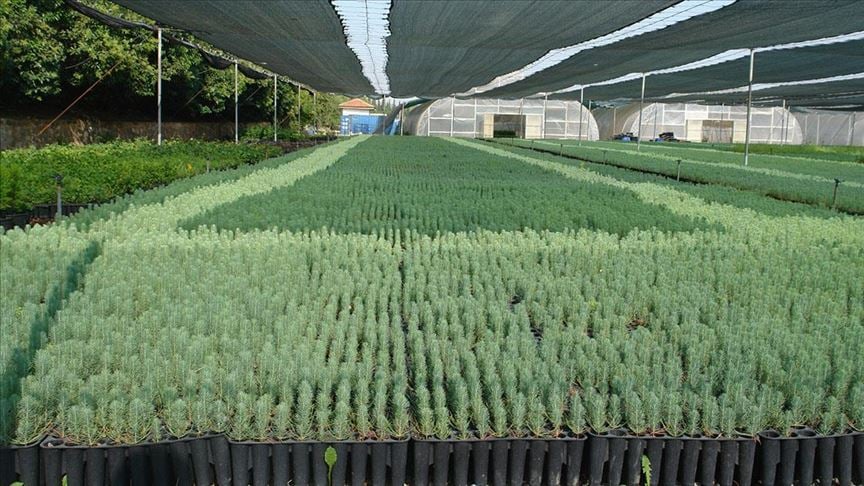 Geçen yıl 10,5 milyon fidan bedelsiz dağıtıldı