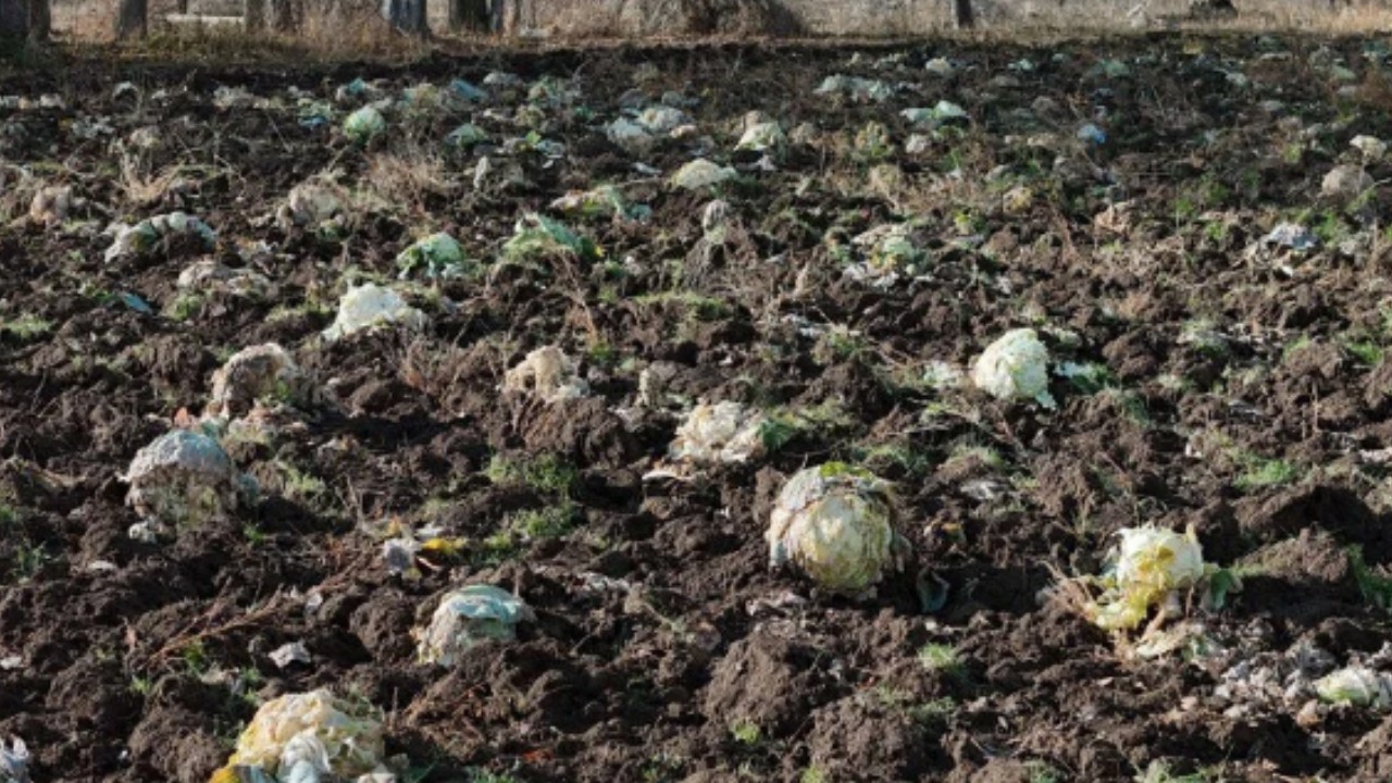 Geçen yıl devasa boyuttaydı, bu yıl olgunlaşmayarak tarlada kaldı!