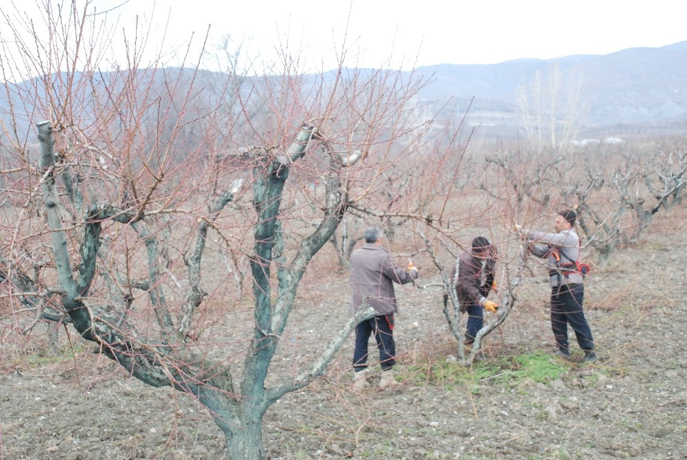 Geciken kışa üreticilerden budama önlemi 