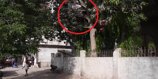 Geçim sıkıntısından tarzana dönüştü... 28 yaşındaki genç 8 yıldır ağaçta yaşıyor!