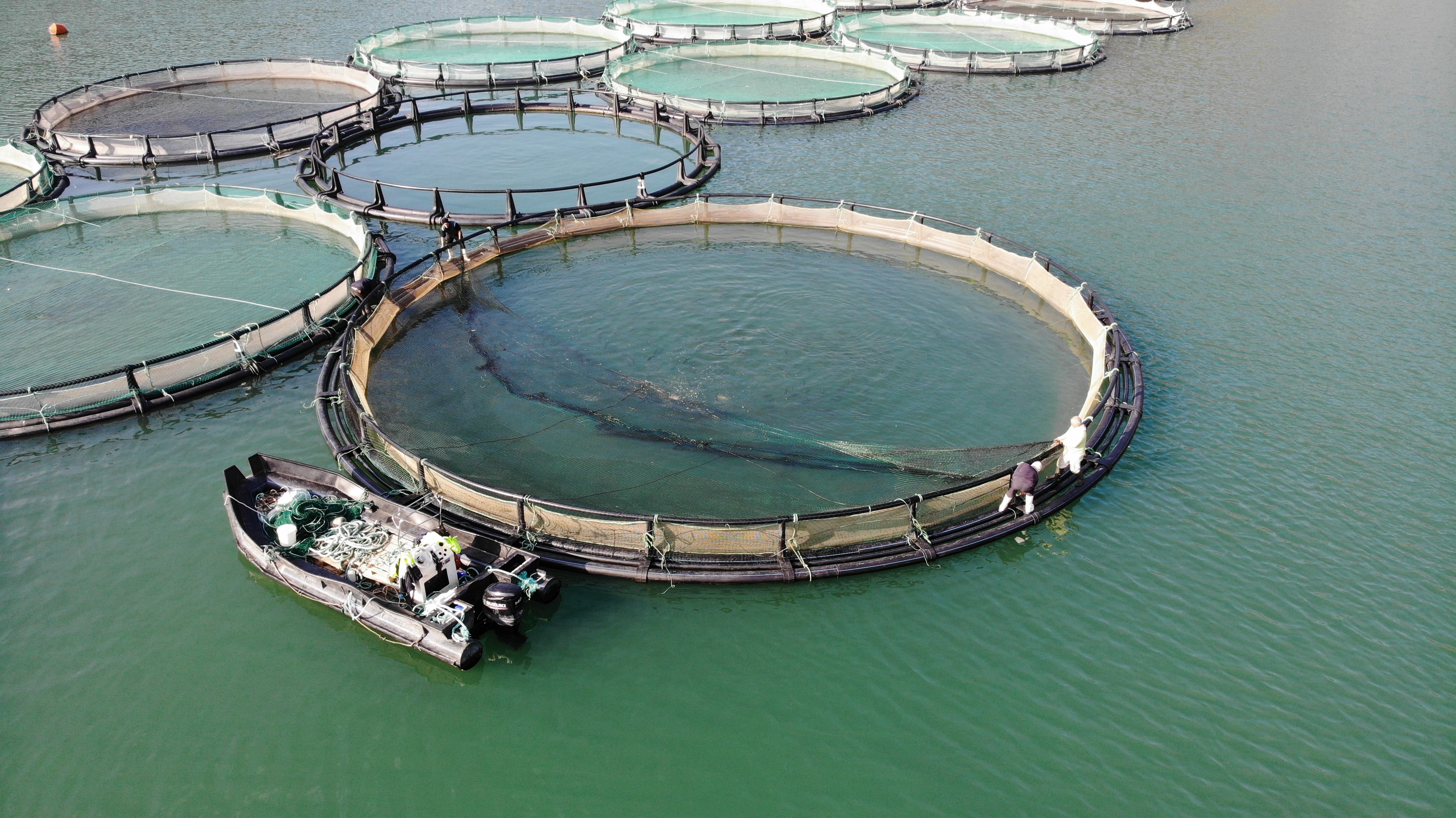 Geçtiğimiz yıl 14 bin ton Türk somonu üretildi