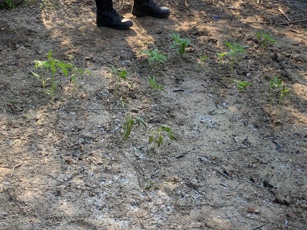 Gediz Nehri kenarında 55 kök kenevir ele geçirildi 