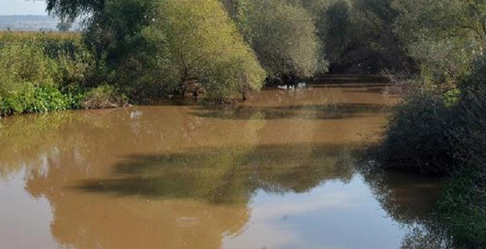 Gediz Nehri'nde toplu balık ölümü tedirgin ediyor