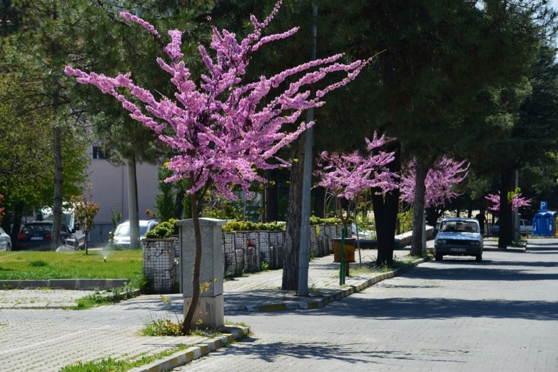 Gediz’de baharın müjdecisi erguvanlar göz kamaştırıyor 