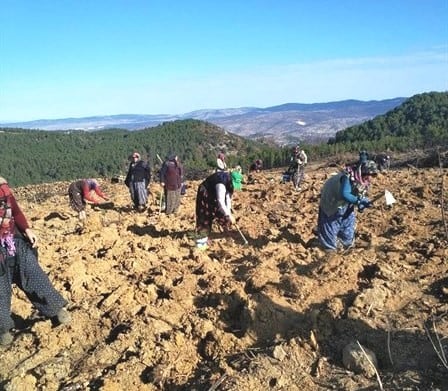 Gediz’de yanan orman alanına 6 bin 500 fidan dikildi 