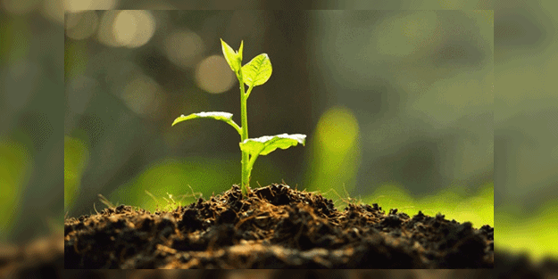 Geleceğe Nefes kampanyası nedir? Bir fidan ne kadar? 11 Kasım'da 11 milyon fidan dikimi