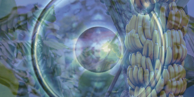 Geleceğin petrolü için dünyayı ayağa kaldıran buluş! Muz kabuğundan çıkardılar