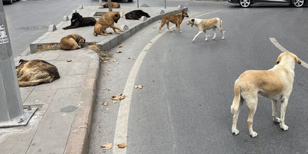Gelecek ve Saadet Grubu'ndan başıboş köpek açıklaması!