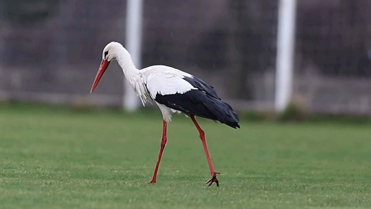 Gelenek bu yıl da bozulmadı: 'Yiğido Leylek' Sivasspor antrenmanında!
