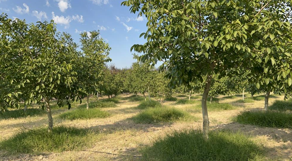 Gelibolu yangınında bir orası yanmadı
