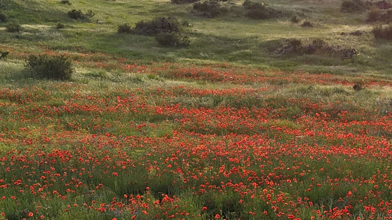Gelincik tarlaları göreni büyülüyor