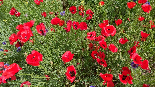 Gelincik tarlasında hayran bırakan manzara