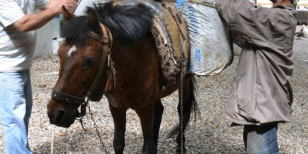 Gelişen teknolojiye adeta kafa tutuyor! Antalya’da merak uyandıran görüntüler